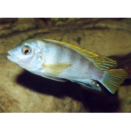 AULONOCARA STUARTGRANTI BLUE NEON 3 cm
