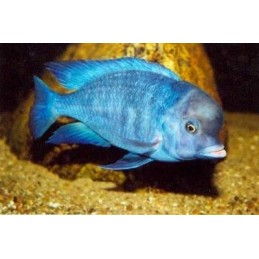BUCCOCHROMIS LEPTURUS 5 cm