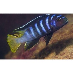 PSEUDOTROPHEUS ELONGATUS YELLOW TAIL 2 A 4 cm