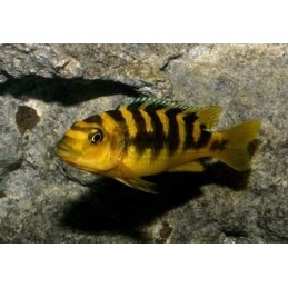 BUCCOCHROMIS LEPTURUS 5 cm