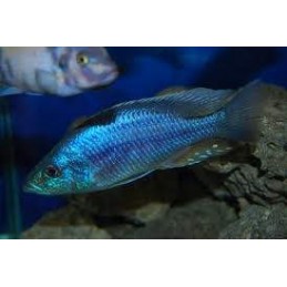 BUCCOCHROMIS LEPTURUS 5 cm
