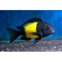 PARACIPRICHROMIS NIGRIPINNIS BLUE NEON 3 A 4 cm