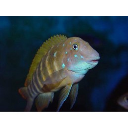 PARACIPRICHROMIS NIGRIPINNIS BLUE NEON 3 A 4 cm