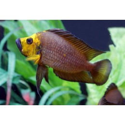 PARACIPRICHROMIS NIGRIPINNIS BLUE NEON 3 A 4 cm