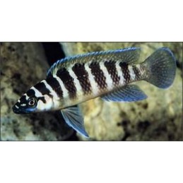 PARACIPRICHROMIS NIGRIPINNIS BLUE NEON 3 A 4 cm