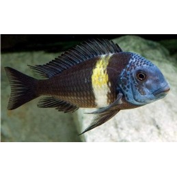 PARACIPRICHROMIS NIGRIPINNIS BLUE NEON 3 A 4 cm