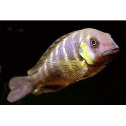PARACIPRICHROMIS NIGRIPINNIS BLUE NEON 3 A 4 cm