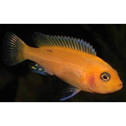 ZEBRA SUPER RED 2 A 4 cm