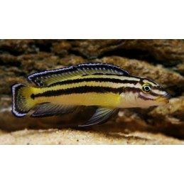 PARACIPRICHROMIS NIGRIPINNIS BLUE NEON 3 A 4 cm