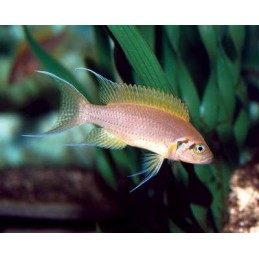 TROPHEUS MOORI BRICHARDI KIPILI 4 A 5 cm