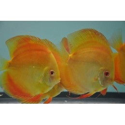 comprar peixe acara disco