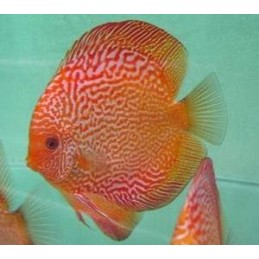 comprar peixe colorido para aquario
