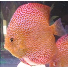Peixe Acará Disco Leopard Snake Red
