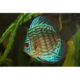 peixe acara disco azul
