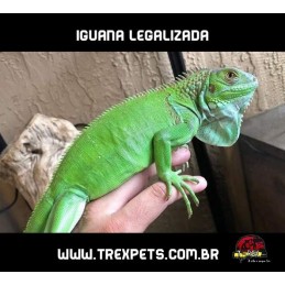 Iguana Iguana Legalizada
