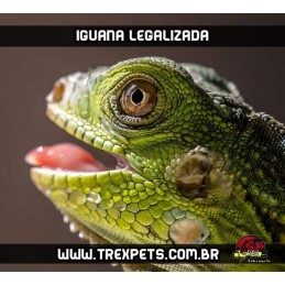 Iguana Iguana Legalizada