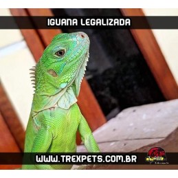 Iguana Iguana Legalizada
