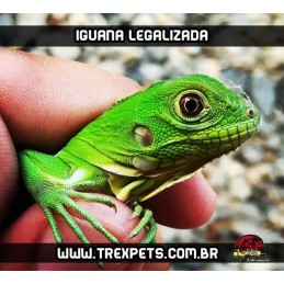Iguana Iguana Legalizada