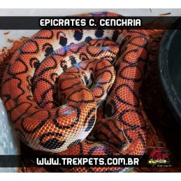 Jibóia Arco-Íris ( Epicrates c. cenchria )