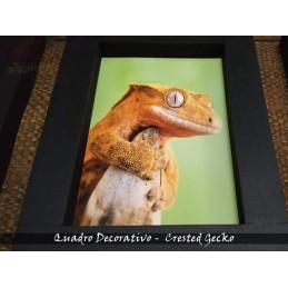 Quadro Herpetofauna
