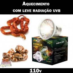 lampada para cornsnake