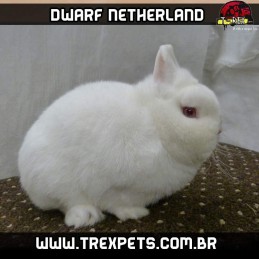 comprar netherlands puros