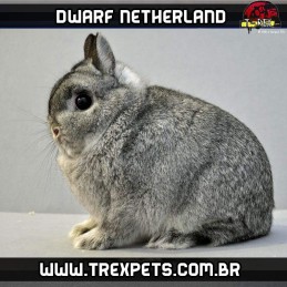 criador de coelhos netherlands
