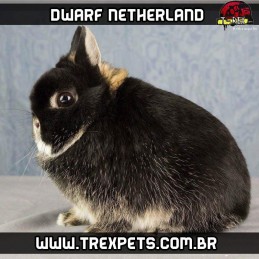 Netherland o menor coelho do mundo