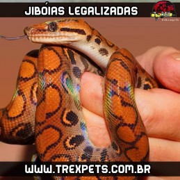 Jiboias Legalizadas