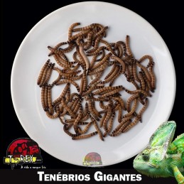 Comprar larvas de tenebrio