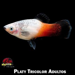 Comprar peixes online plati tricolcor