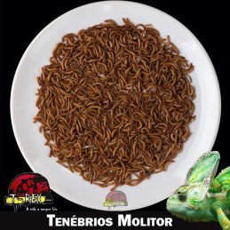 Venda de tenebrios vivos