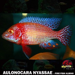 Peixe Ciclídeo Africano -...