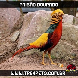 venda de faisão dourado