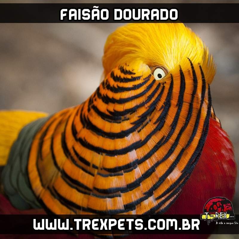 comprar faisão dourado