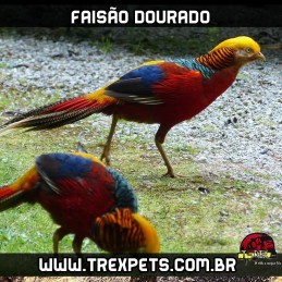 comprar ovos galados de faisão