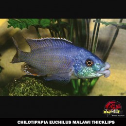 CHILOTIPAPIA EUCHILUS MALAWI THICKLIPS