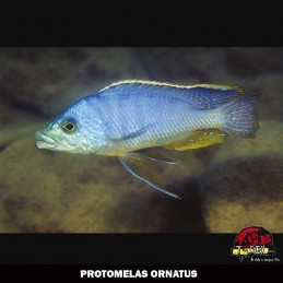 PROTOMELAS ORNATUS venda de ciclideos africanos