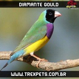 venda de matrizes diamante gould