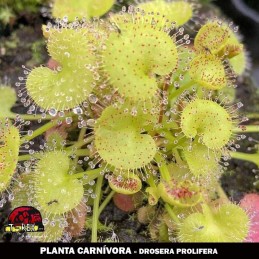 planta carnívora mercado livre