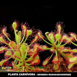 comprar drosera madagascariensis