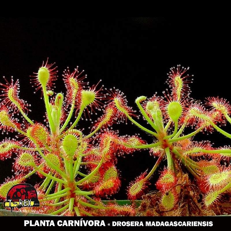 comprar drosera madagascariensis