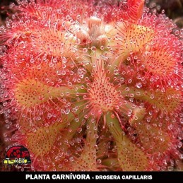 venda de planta carnívora