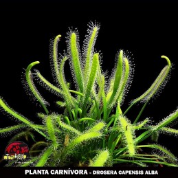 loja de planta carnivora