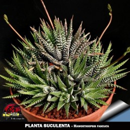 venda de suculentas online