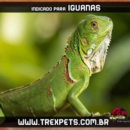 qual lampada usar para iguana