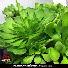 plantas carnivoras loja
