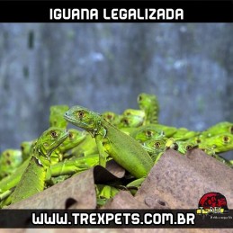 Filhotes de iguana legalizada