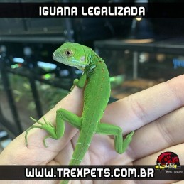 valor preco iguana legalizada