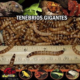 Venda de Larvas Tenébrio